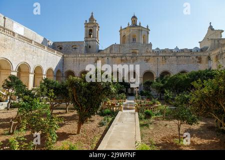Frsh tree in leaf inside the courtyard of St Dominic's Prior, Rabat, Malta Stock Photo