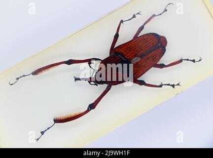 Perspex encased specimen from above on a white background Rhynchophorus ferrugineus red palm weevil Asian palm weevil sago palm weevil snout beetle Stock Photo