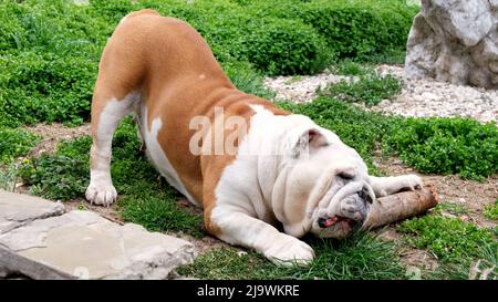 Adult dog english bulldog has fun and gnaws a stick outdoors on the grass. The concept of pets, teeth and dog health. Stock Photo