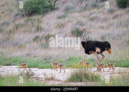 Common ostrich (Struthio camelus) male with six chicks in the Kalahari Desert, Kgalagadi Transfrontier Park, Northern Cape province, South Africa Stock Photo