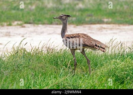 Kori bustard (Ardeotis kori) foraging in the Kalahari Desert, Kgalagadi Transfrontier Park, Northern Cape province, South Africa Stock Photo