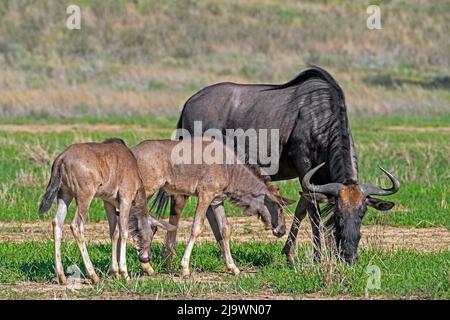 Blue wildebeest (Connochaetes taurinus) with two calves in the Kalahari Desert, Kgalagadi Transfrontier Park, Northern Cape Provence, South Africa Stock Photo
