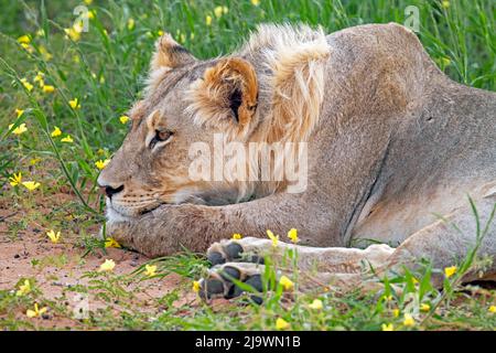 Young male African lion (Panthera leo) resting in the Kalahari Desert, Kgalagadi Transfrontier Park, Northern Cape Province, South Africa Stock Photo