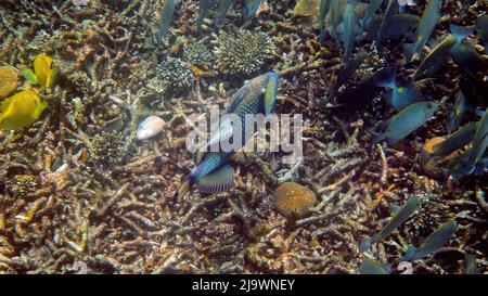 Underwater photo of Titan Triggerfish or Balistoides viridescens in Gulf of Thailand. Giant tropical fish swimming among reef. Wild nature. Scuba Stock Photo