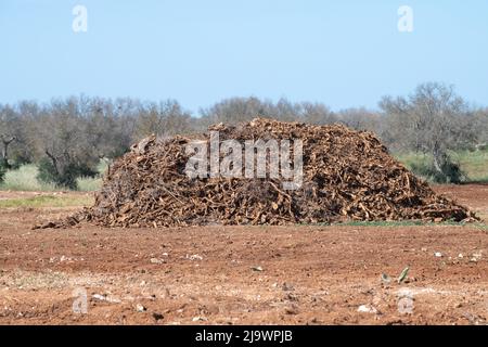 Pile of explanted roots and branches of olive trees hit by Xylella fastidiosa Stock Photo