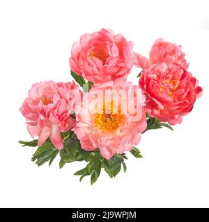 Beautiful pink peonies flowers isolated on white background Stock Photo