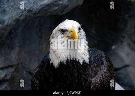 A single American Bald Eagle Stock Photo