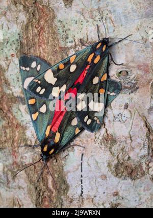 Pair Of Mating Scarlet Tiger Moths, Callimorpha dominula, On A Tree Trunk, New Forest UK Stock Photo