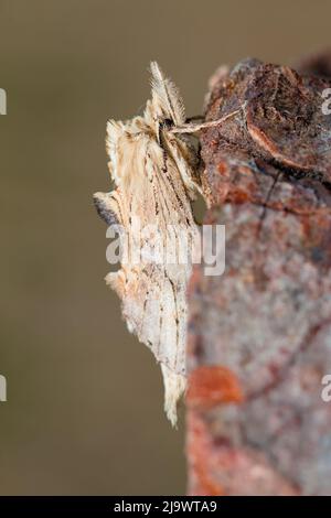 Pale Prominent Moth On Log, Pterostoma palpina, New Forest UK Stock Photo