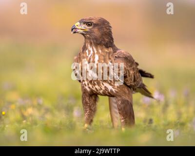 Common European Buzzard (Buteo buteo) raptor bird perched grassy yard and looking at camera in Spanish Pyrenees, Vilagrassa, Catalonia, Spain. April. Stock Photo