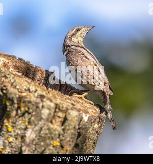 Eurasian wryneck or northern wryneck (Jynx torquilla) is a species of wryneck in the woodpecker family. Bird perched on tree trunk nesting site. Wildl Stock Photo