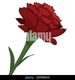 Close-up view of beautiful red carnation with stem and leaves, in cartoon style and isolated over white background. Stock Vector