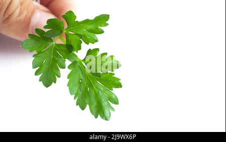 Sprig of parsley in hands isolated on white background close-up. Stock Photo