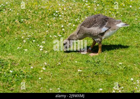 A young Greylag goose (anser anser) grazing on grass in springtime, Dorset, UK Stock Photo