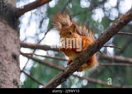 Red squirrel eats a nut Stock Photo