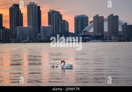 Summer sunset view from Toronto Islands across the Inner Harbour of the Lake Ontario on Downtown Toronto skyline with swans in the foreground Stock Photo