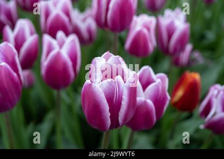 A field of beautiful pink tulips with white edging. Blooming tulip fields in Lithuania. Bright pink with white edges tulip flowers in spring garden Stock Photo