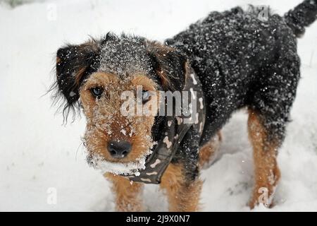 close up of a black and tan working Lakeland terrier with a black jacket with bones on standing in the snow with snow on her coat and muzzle Stock Photo