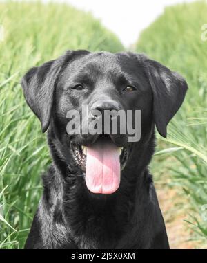 Black Labrador Retriever portrait. Head Shot. Canis lupus Stock Photo