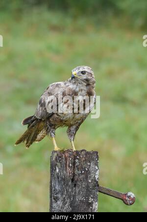 Buzzard on a fence post. Kirkcudbright, Scotland. Buteo Buteo Stock Photo