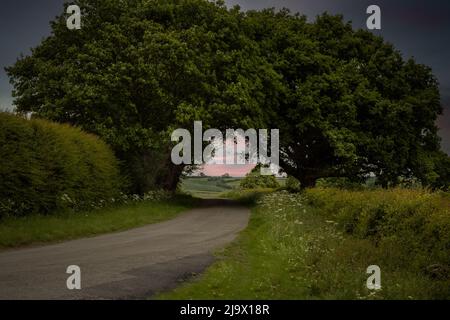 A tree tunnel over a road Stock Photo