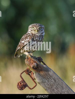Perched Little Owl. Athene noctua. Selby North Yorshire
