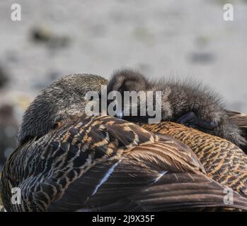 Mother and Chick - Eider Duck. Seahouses Northumberland. Somateria mollissima Stock Photo