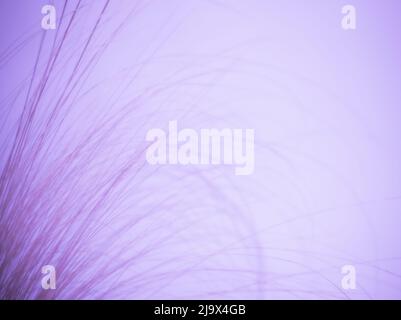 Abstract background of blades of tall grass. Stock Photo