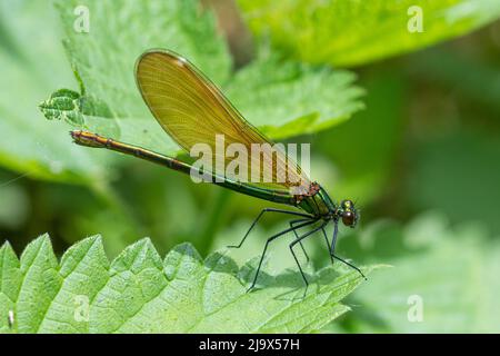 Beautiful demoiselle damselfly (Calopteryx virgo) female, England, UK, during May Stock Photo