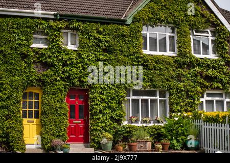 Green climbing plants on the building, wall, facade decoration Stock Photo