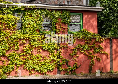 Green climbing plants on the building, wall, facade decoration Stock Photo