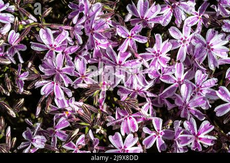 Creeping Phlox or Moss Phlox (Phlox subulata ‘Candy Stripe’) Stock Photo