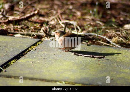 Tick on the ground in the sunlight of the terrace in the Netherlands Stock Photo