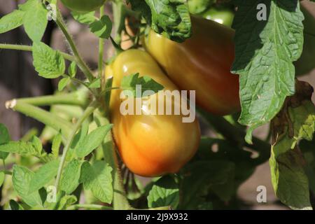 green and orange tomato growing on a plant in a kitchen garden in Nieuwerkerk Stock Photo