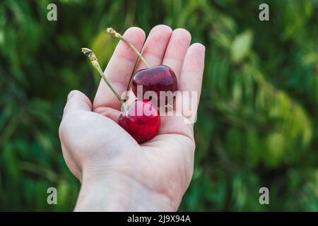 Hand of young farmer showing harvest of ripe cherries in the field. Stock Photo