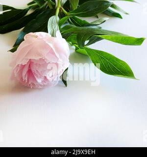 Beautiful pink peonies flowers isolated on a white background. Stock Photo