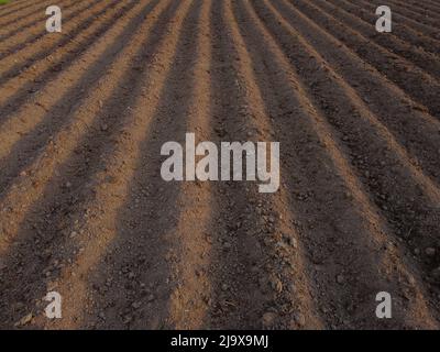 Long flat top rows, furrows, mounds, for newly planted potatoes in a rural agricultural area. land prepared for planting and cultivating the crop. Stock Photo