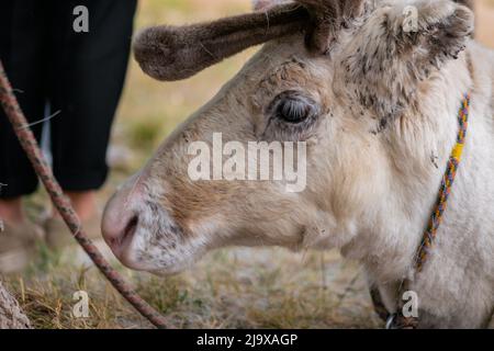 Portrait of sad white siberian deer lying and resting at farm, zoo - close up Stock Photo