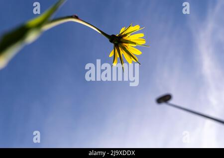 Low angle shot of a yellow flower and a lantern pole against the blue sky Stock Photo