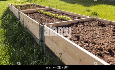 Elevated Raised Garden Bed at home garden for groving vegetable Stock Photo