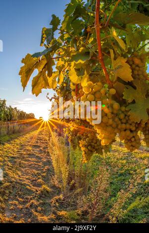 Golden sunset over vineyards in Wachau valley(Unesco world heritage site) Lower Austria, Austria Stock Photo