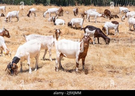 Herd of goats grazing on a field in East San Francisco Bay Area; Goats are being used throughout California as a wildfire prevention tool, by keeping Stock Photo