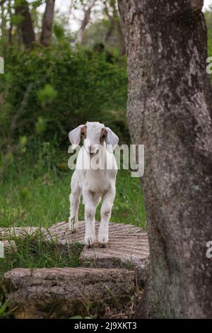 White baby goats play on rocksWhite baby goats play on rocks Stock Photo