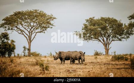 Two white Rhinos rest in the Kruger National Park South Africa bush Stock Photo