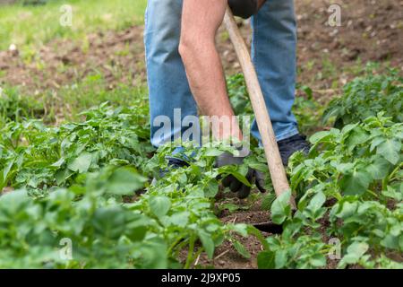 Farmer using a hoe to dig the soil ground to grow sweet potato tree splants in an agricultural field. Agriculture and garden concept Stock Photo