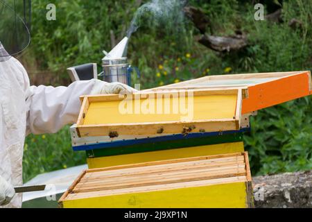 Beekeeper in protective suit and gloves holds and inspects honeycomb frame at apiary on a spring day. Bee smoker smoking in the background. Close up Stock Photo