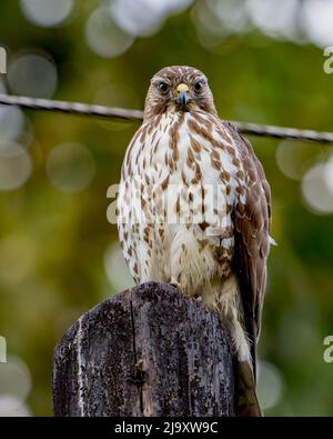 Broad-winged Hawk (Buteo platypterus) perched on a telephone pole in Costa Rica Stock Photo