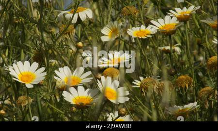 Meadow with daisies Stock Photo
