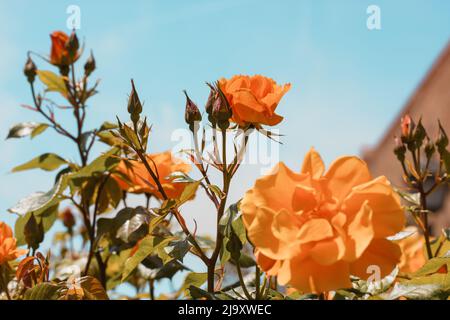 Shrub roses with orange or yellow buds of fragrant flowers against a blue or turquoise sky in a spring or summer botanical garden, rosarium, in a flow Stock Photo