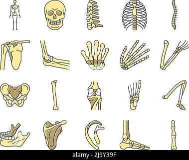 Bone Human Skeleton Structure Icons Set Vector Stock Vector Image & Art ...